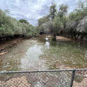 Red River Hog Exhibit #2