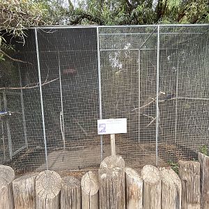 Violet Turaco Aviary