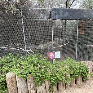 Greater Vasa Parrot Aviary