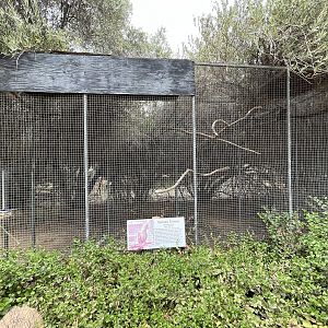 Guinea Turaco Aviary