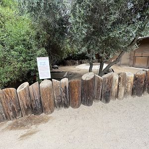 Aldabra Tortoise Exhibit