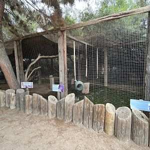 Black Mangabey Exhibit #1