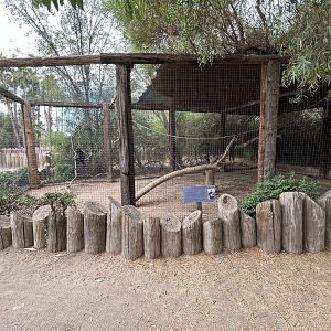 Black Mangabey Exhibit #2