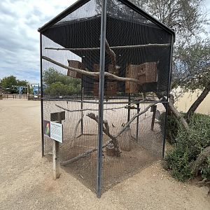 Fischer’s Lovebird Aviary