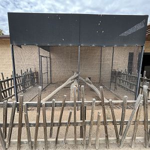 Arctic Fox Outdoor Exhibit