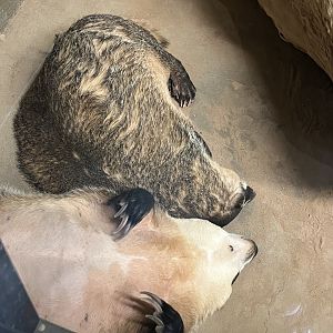 We don’t need no stinking badgers!