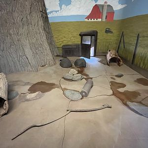 American Badger Indoor Exhibit