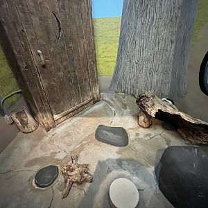 Striped Skunk Exhibit