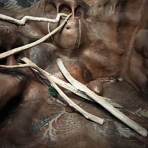 Chinchilla + Degu Exhibit