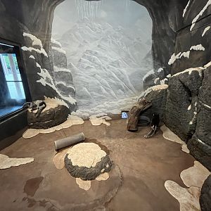 Arctic Fox Indoor Exhibit