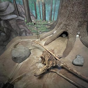 Groundhog Exhibit - no natural substrate