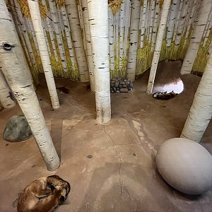 Red Fox Indoor Exhibit