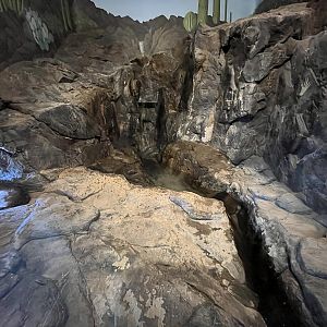 Gray Fox Indoor Exhibit