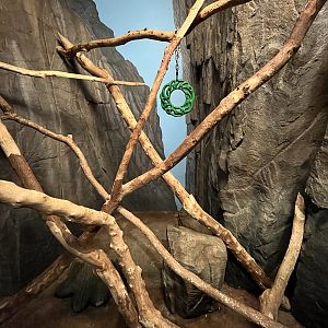 American Red Squirrel Exhibit