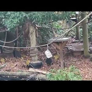 Squirrel Monkeys on pond island at north end of zoo with wild Brush Turkey foraging with them