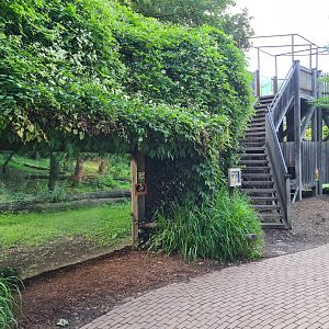 Savanna - Lion enclosure viewing