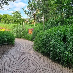 Savanna - Elephant grass around Lion enclosure
