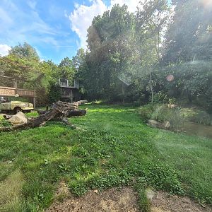 Savanna - Lion enclosure