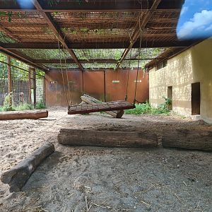 Savanna - Lion "indoor" holding