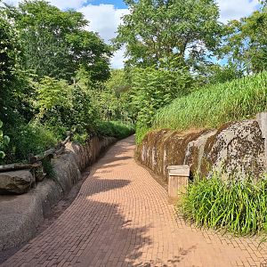 Savanna - Path toward African painted dogs