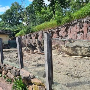 Savanna - Meerkat and Indian crested porcupine enclosure