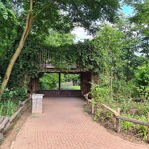 Savanna - African painted dog viewing area