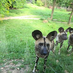 Savanna - African painted dog