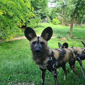 Savanna - African painted dog