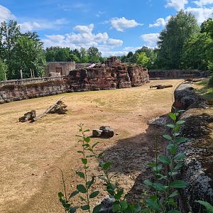 Savanna - Main Savannah paddock