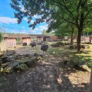 Savanna - Ostrich area in Savannah paddock