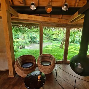 Savanna - African painted dog viewing in restaurant