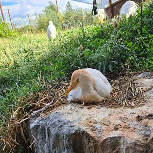 Savanna - Western cattle egret in Flamingo aviary