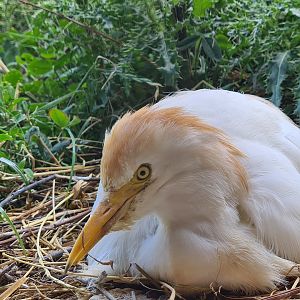 Savanna - Western cattle egret in Flamingo aviary