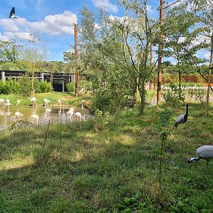 Savanna - Flamingo aviary