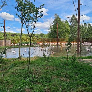 Savanna - Flamingo aviary