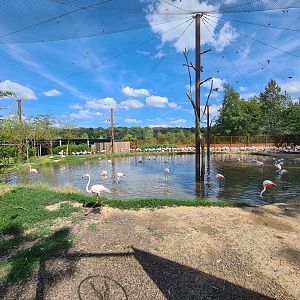 Savanna - Flamingo aviary