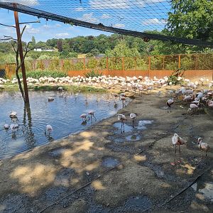 Savanna - Flamingo aviary