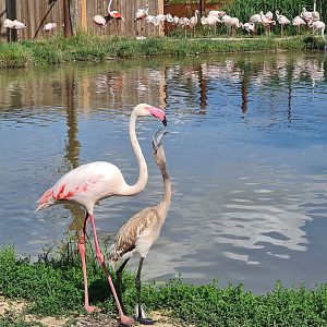 Savanna - Flamingos in Flamingo aviary