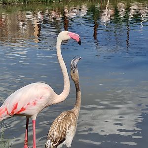 Savanna - Flamingo chick begging for food