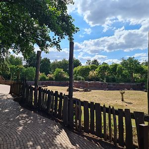 Savanna - Main Savannah paddock