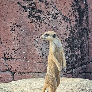 Savanna - Meerkat