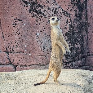 Savanna - Meerkat