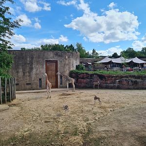 Savanna - Main Savannah paddock