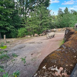 Savanna - Southern White Rhinoceros enclosure