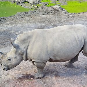Savanna - Southern White Rhinoceros