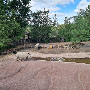 Savanna - Southern White Rhinoceros enclosure