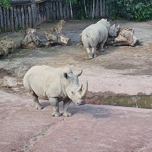 Savanna - Southern White Rhinoceros