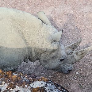 Savanna - Southern White Rhinoceros