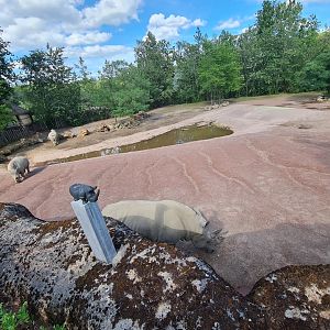 Savanna - Southern White Rhinoceros enclosure