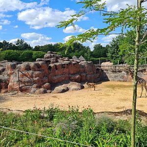 Savanna - Main Savannah paddock viewing from restaurant